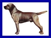 a well breed Labrador Retriever dog